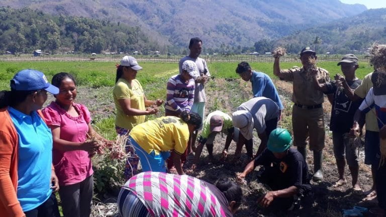 Poktan Mekar Baru-Woloau Panen 10 Ton Bawang Merah