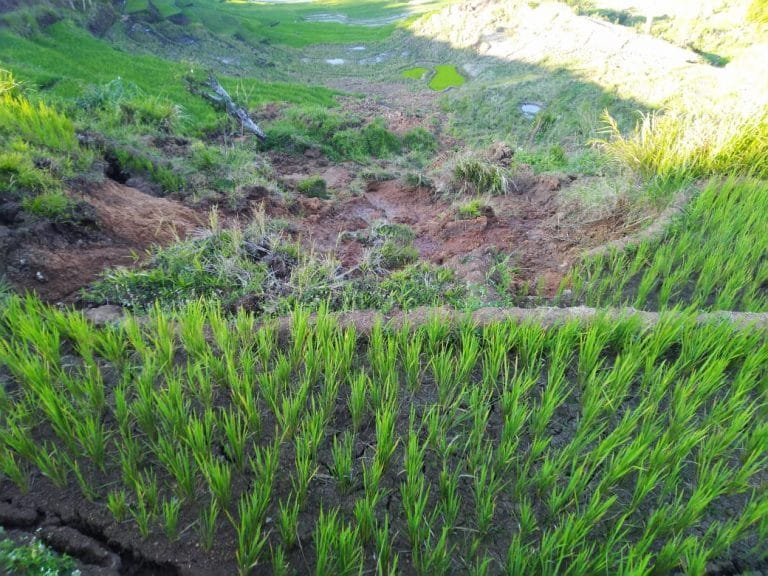 Sawah-Sawah Warga di Rengkam Dilanda Kekeringan