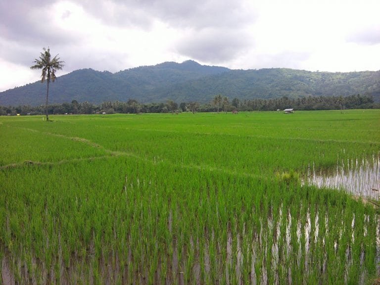 Kabulog Ende: Saya Beli 10 Ton Beras Ekoleta, Mereka Belum Siap