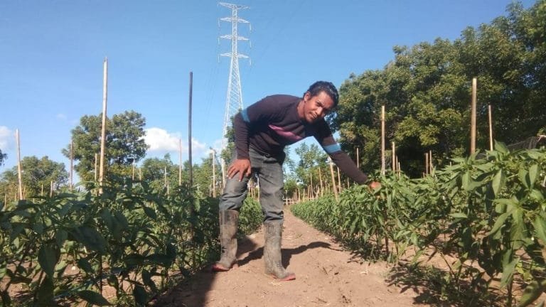 Ikhtiar Petani Muda Bangun Pertanian Berkelanjutan