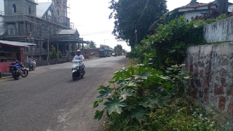 Rumput Liar Hiasi Beberapa Jalan Protokol Kota Ende