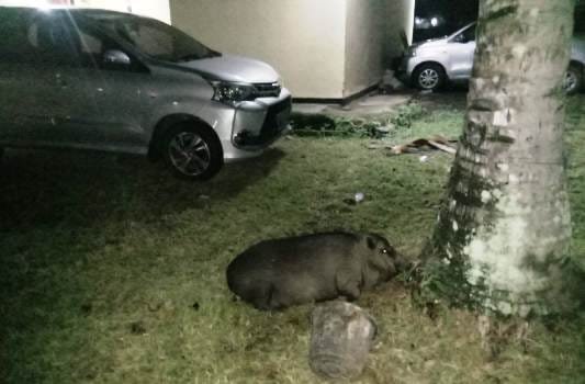 Aparat Polsek Lio Timur Ringkus Tiga Pencuri Babi Asal Sikka