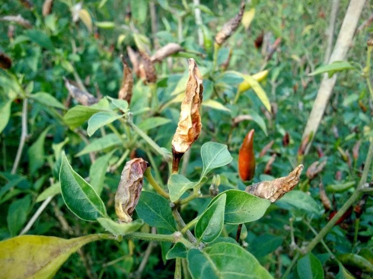 Petani Cabai di Nagekeo Terancam Gagal Panen