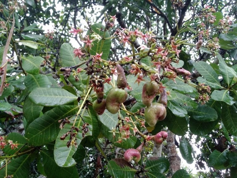 Produktivitas Jambu Mete di Nagekeo Bakal Menurun Tahun Ini