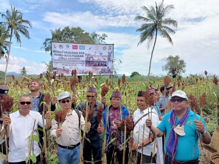 Keuskupan Ruteng Gelar Panen Raya Sorgum di Paroki Dampek