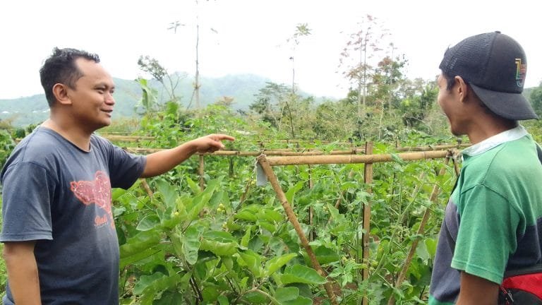 Menengok Agro Hortikultura di Paroki Tilir Manggarai Timur