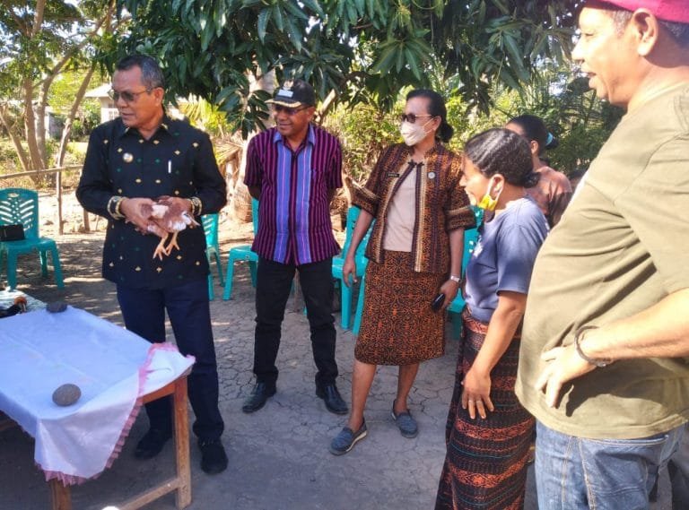 Pemkab Nagekeo Salurkan Seribu Ekor Ayam Petelur untuk Wanita Tani