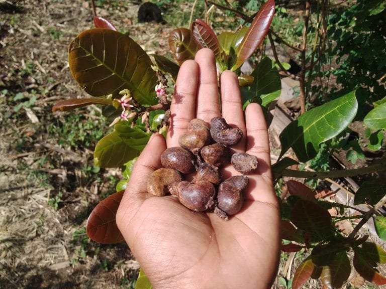 Produktivitas Jambu Mete di Nagekeo Turun Drastis Akibat Cuaca