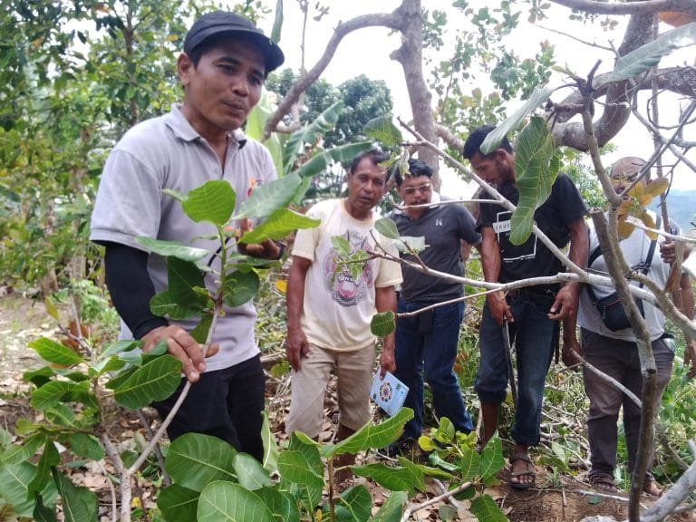 Tingkatkan Produktivitas Mete, PT Comextra Majora Demo Sambung dan Pangkas di Pagomogo