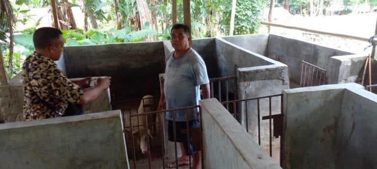 39 Ekor Babi Bantuan Pemerintah Pusat di Ende Mati