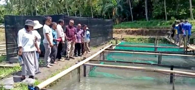 Berkat Dukungan Pemerintah, Peternak Ikan di Nagekeo Raup Rp17 Juta Sekali Panen