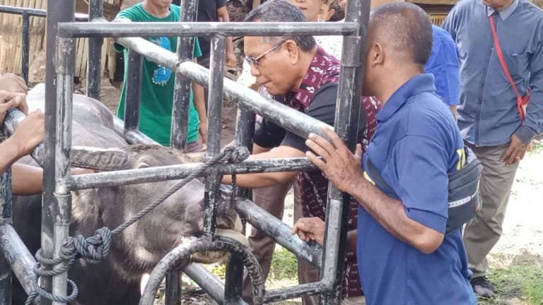 Pemerintah Target Percepat Pendataan dan Penandaan 46.598 Ternak di Nagekeo