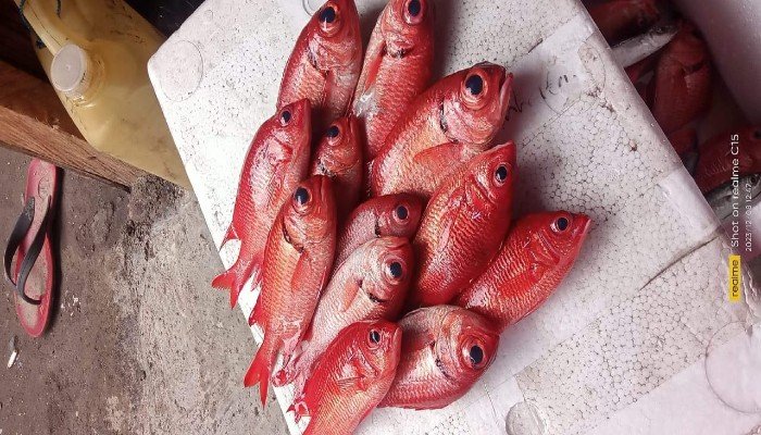 Restorasi Terumbu Karang di Flores Timur_ Ikan Melimpah, Nelayan Gembira