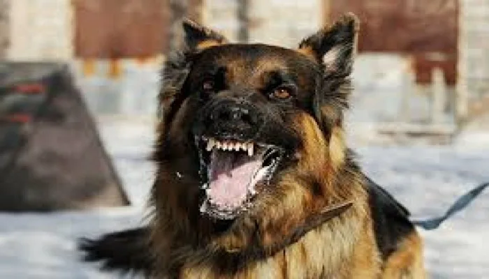 Seorang Ibu di Sikka Meninggal Dunia Akibat Terjangkit Rabies