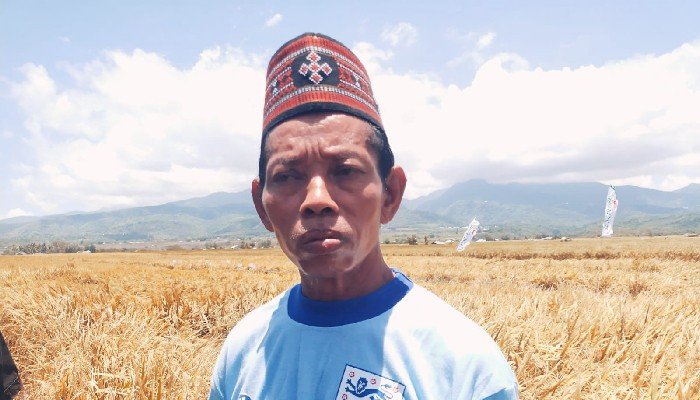 Petani Sawah di Satarmese Ubah Pola Tanam Atasi Serangan Hama1