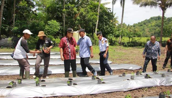 Pemkab Sumba Barat Perkenalkan Teknologi Modern untuk Tingkatkan Hasil Panen Petani_1