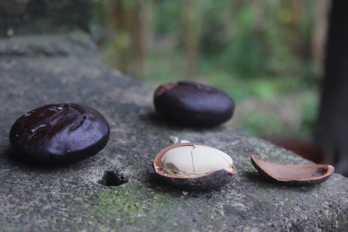 Pengetahuan Lokal Orang Ndora, Nagekeo, Kacang Leke Jadi Vaksin Cegah Demam Babi Afrika (1)