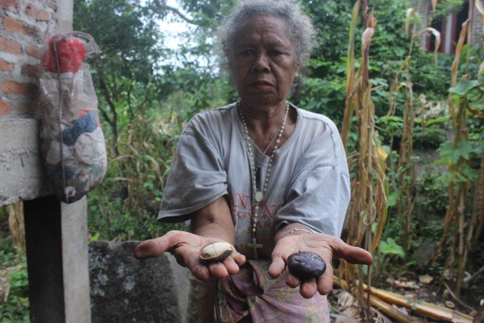 Pengetahuan Lokal Orang Ndora, Nagekeo, Kacang Leke Jadi Vaksin Cegah Demam Babi Afrika (2)