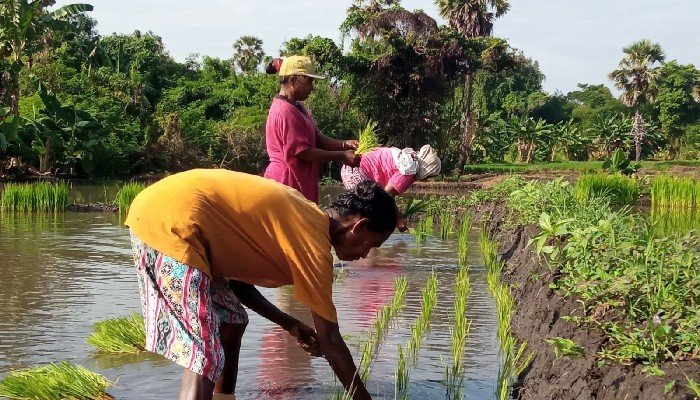 Perjuangan Petani Perempuan Hewa, Flores Melestarikan Benih Lokal Warisan Leluhur2