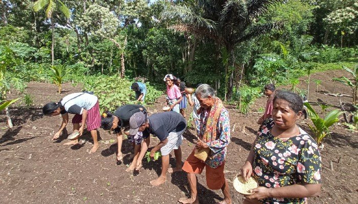 Perjuangan Petani Perempuan Hewa, Flores Melestarikan Benih Lokal Warisan Leluhur3