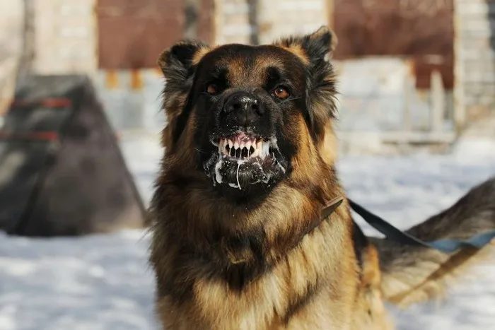 Pemkab Ngada Catat 1.612 Gigitan Hewan Penular Rabies Hingga Oktober 2024