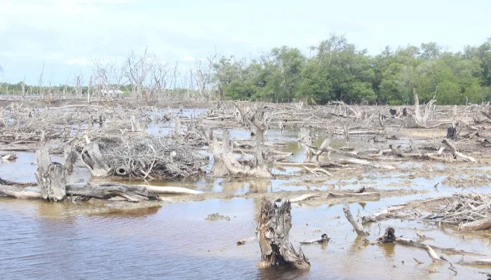 Nestapa Nelayan di Balik Perusakan Hutan Mangrove di Pesisir Utara Nagekeo