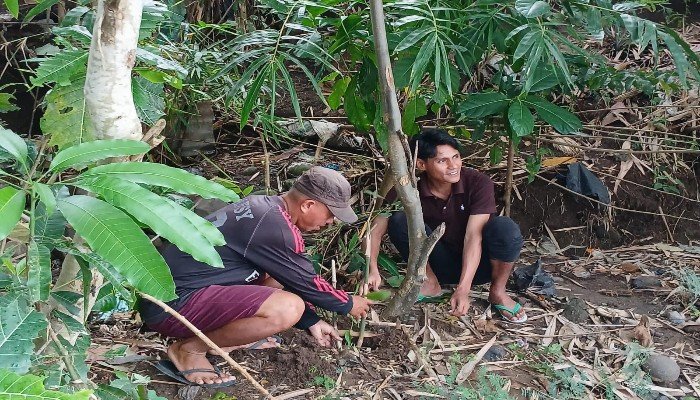 Umat Paroki Borong Tanam Anakan Bambu, Wujudkan Spiritualitas Ekologis