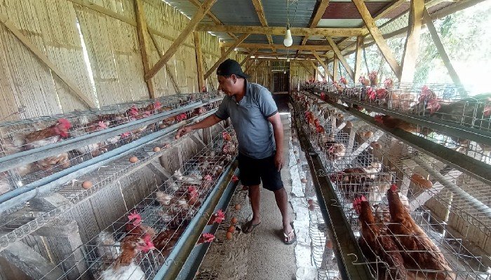 Yosep Kelo, Mengisi Masa Pensiun dengan Beternak Ayam Petelur