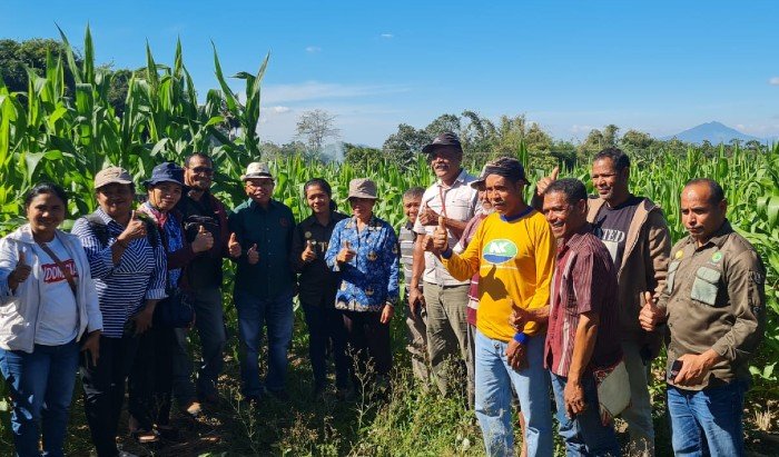 PT SMJ Beri Edukasi Petani di Ngada untuk Tingkatkan Produktivitas Jagung
