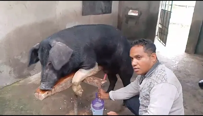Dinas Pertanian Sikka Pasarkan Sperma Babi Unggul untuk Tingkatkan Kualitas Ternak