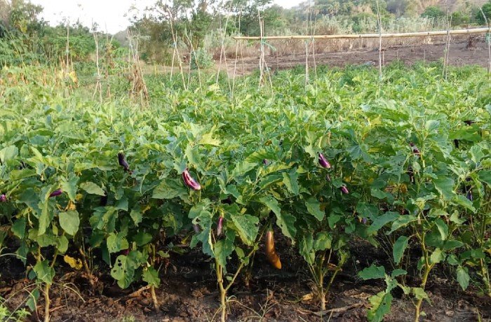 Petani Hortikultura di Flotim_ Kopdit Pintu Air Pilihan Tepat Kembangkan Usaha