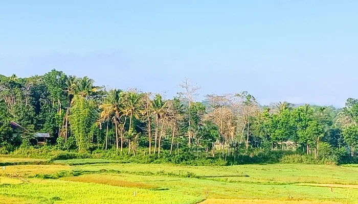 Berkah Setelah Memulihkan Hutan1