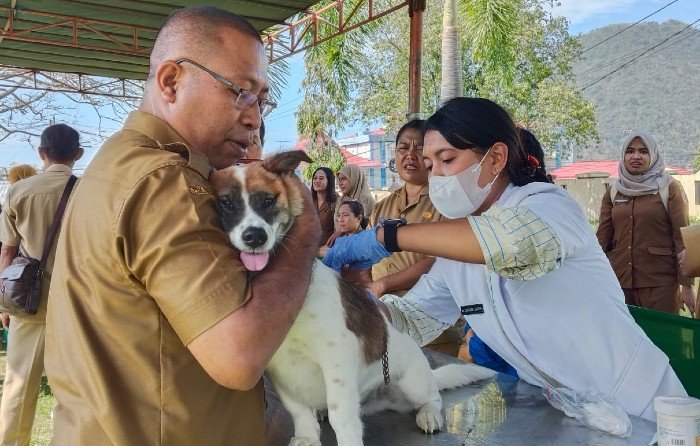 Pemerintah Lakukan Vaksinasi Gratis Tekan Penyebaran Rabies di Ende Pemerintah Lakukan Vaksinasi Gratis Tekan Penyebaran Rabies di Ende