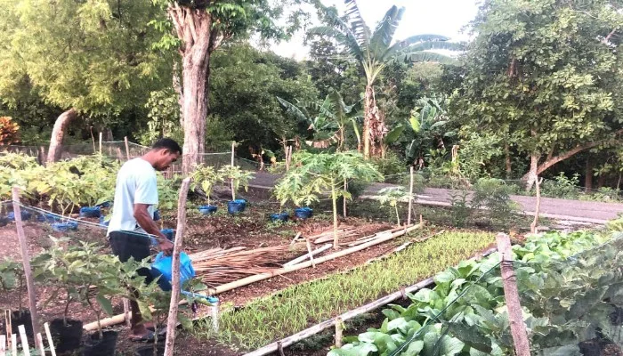 Kisah Yoseph Sudarso, Mandiri Pangan dari Kebun Sendiri