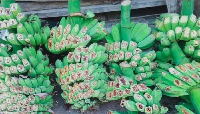 Petani hingga Pedagang di Manggarai Timur Tak Berdaya Akibat Wadah Pisang Berdarah_1