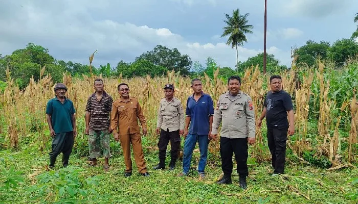 Panen Jagung di Sikka Tembus 20193 Ton, Akses Pupuk Jadi Kunci Produktivitas Petani