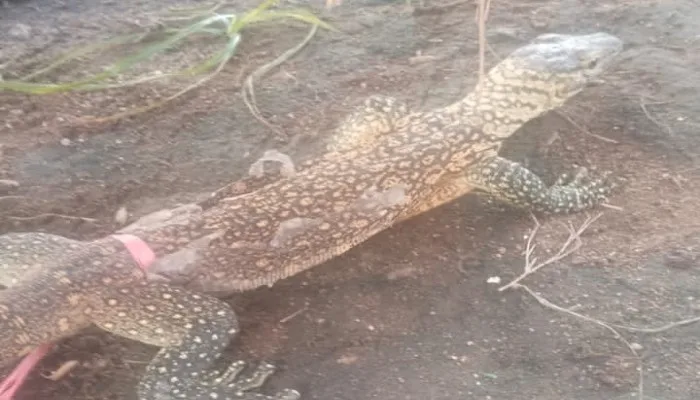 BBKSDA NTT Lepasliarkan Anak Komodo yang Masuk Rumah Warga di Manggarai Timur