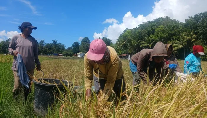 Petani di Flores Timur Gagal Panen Padi Akibat Diserang Tikus
