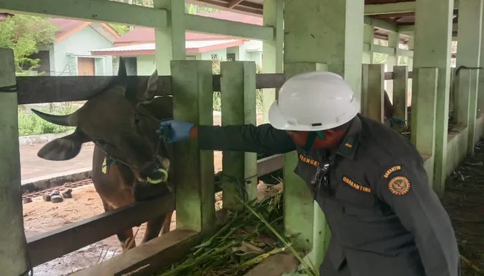 Satpol-PP Ende Diduga Telantarkan 25 Sapi Siap Kirim ke Bogor