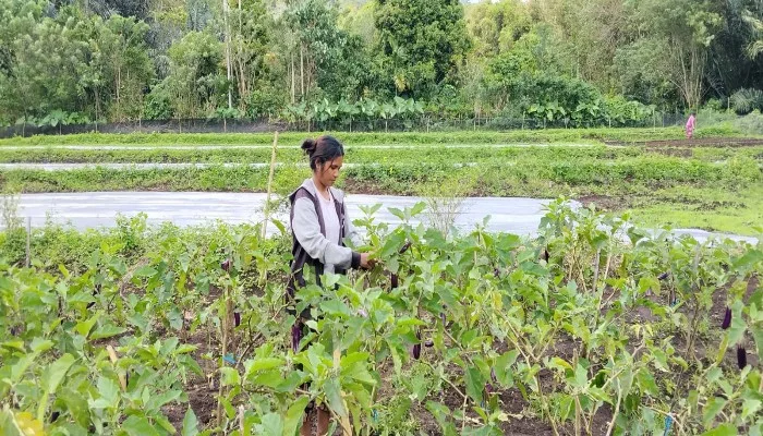 Kisah Maria Algonda, Alumnus Stiper Bajawa yang Pulang Kampung Jadi Petani Hortikultura