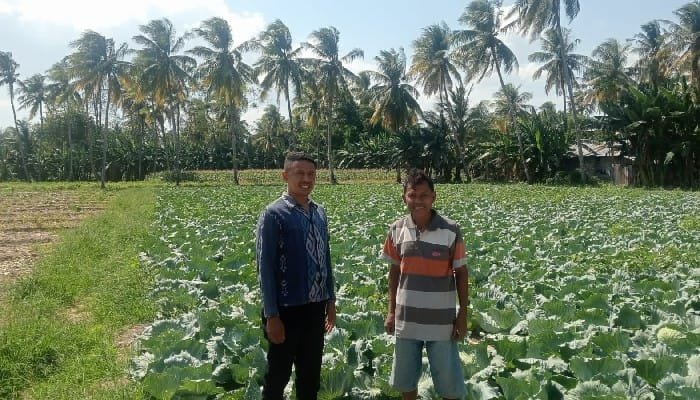 Akses Modal dari Kopdit Pintu Air, Kornelis Bebengu Sukses Bertani Sayur