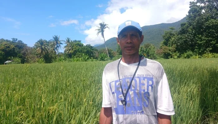 Petani di Flores Timur Kewalahan Hadapi Serangan Hama Tikus