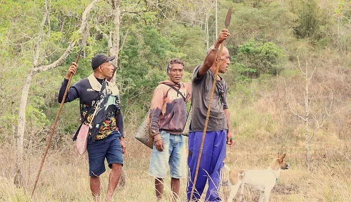 Tradisi Dai di Ndora Nagekeo, Berburu Hewan Liar di Hutan (1)